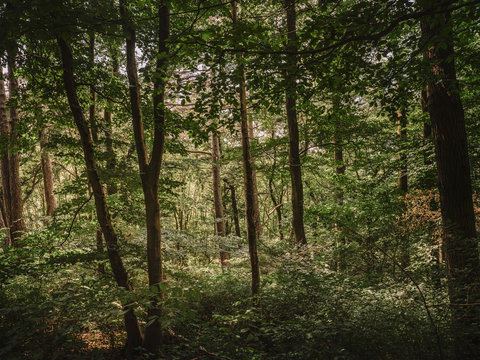 dense forest atmosphere