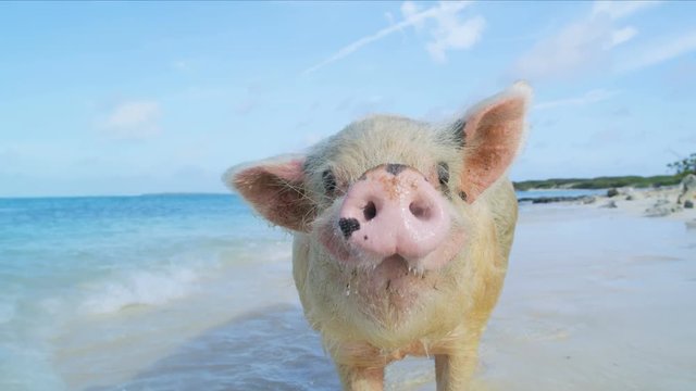 Pig island in paradise tourist attraction Bahamas Caribbean 