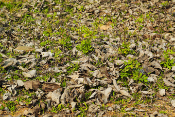 Dry leaves and grass