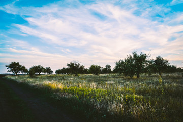 Rural summer evening landscape