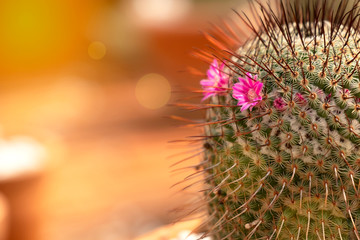 Close up beautiful small pink flowers of cactus with sunlight. Copy space and environment and...