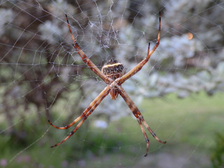 Araña