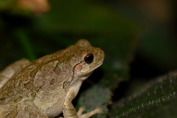 Hyla versicolor