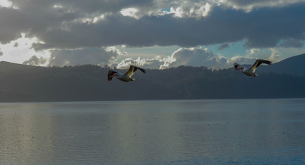 Fototapeta premium flying