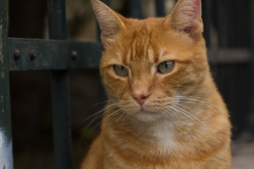 sad red street cat animal emotion portrait, soft focus