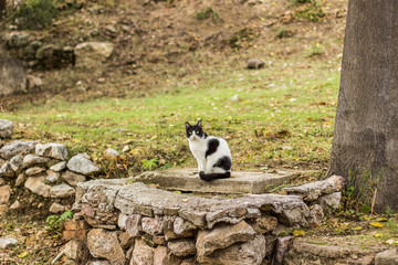 black and white street cat animal portrait, who sitting under tree in park outdoor space and looking and camera