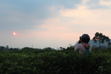 The Women in the Tea garden. She watching sunset