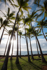 Palm Tree Paradise