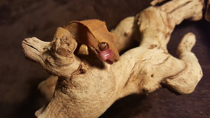 Crested Gecko Up Close Tongue Lick