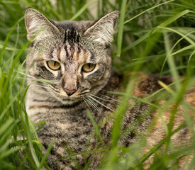 Fototapeta premium gata