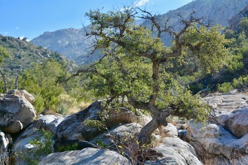 Tree in Romero Canyon Catalina State Park Tucson Oro Valley Arizona