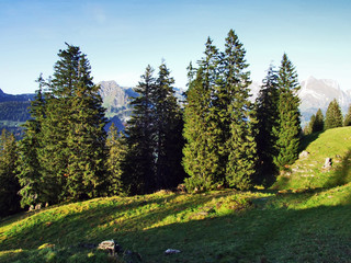 Evergreen trees on the plateau beneath the mountain ranges Churfirsten - Canton of St. Gallen,...