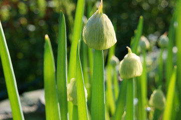Flower of onion, a Welsh onion in the sunlight - 242931526
