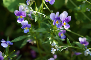 Purple flowers in sunlight - 242931533