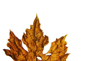 Grape leaf on white background