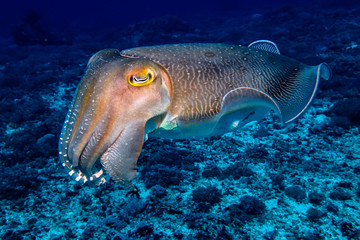 Cuttlefish