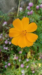 Flower colorful. 66355