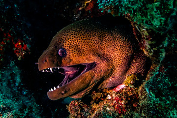 Giant Moray Eel