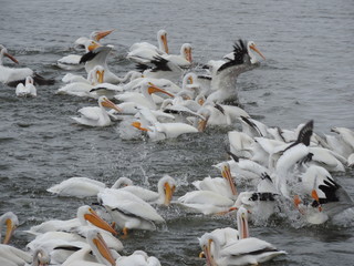 Obraz premium pelicans