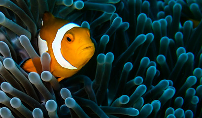 Clownfish in his anemone
