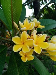 Flower colorful. 862255