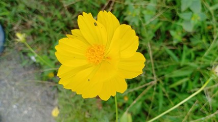 Flower colorful. 63256