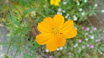 Flower colorful. 55896