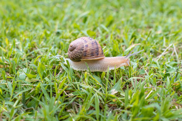 Caracol en césped