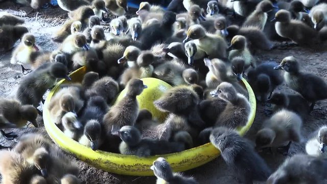 Baby ducklings battle for food by climbing into their food dish. These are free range ducklings.