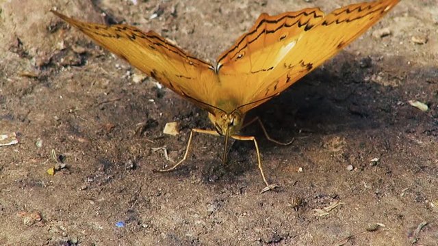 A Common Yeoman (Cirrochroa tyche rotundata) exercises its wings. Macro, slow 50%