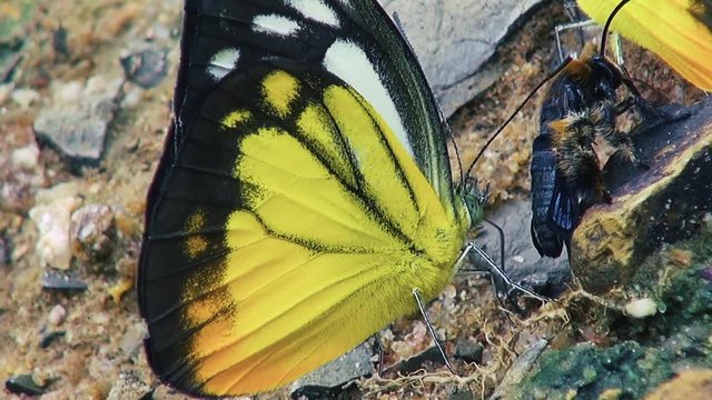 A Common Birdwing butterfly (Troides helena cerberus) shares lunch with a bee. Slow 50%