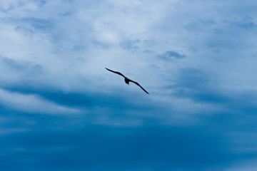 céu com passaro