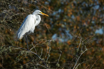 A great egret roosting in a tree!