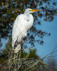 A great egret enjoying the view from its perch atop a tree!