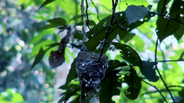 A baby Black-Naped Monarch or Black-Naped Blue Flycatcher (Hypothymis azurea) gets a tasty bug from Mum. Family: Monarchidae, Genus: Hypothymis, Species: H.azurea, Binomial name: Hypothymis azurea