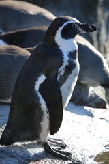 Penguin enjoying the sun