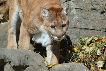 Cougar walking down mountain