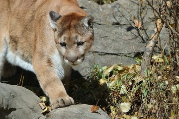 Cougar walking down mountain