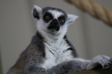 ring tailed lemur