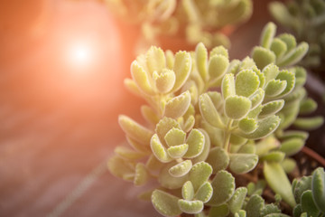 Succulent plants