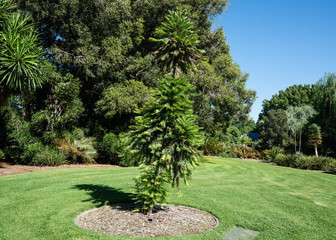 Wollemi pine or wollemia nobilis a coniferous tree in Adelaide botanic gardens SA Australia