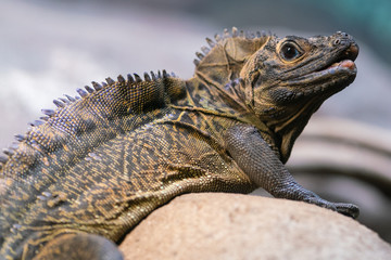 Crested lizard or sailfin lizard Hydrosaurus pustulatus