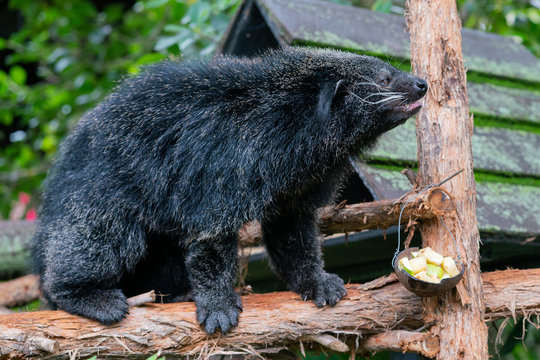 Arctictis binturong or bearcat a viverrid native to South-east Asia