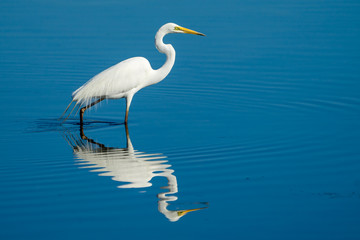 Graceful egret wading across a blue lake