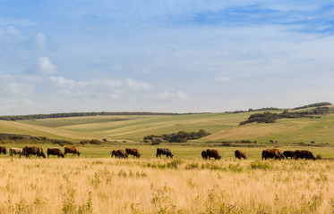 Herd of cows in countryside field - obrazy, fototapety, plakaty