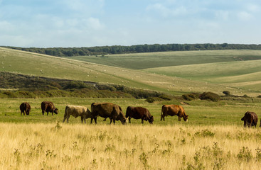 Herd of cows in countryside field