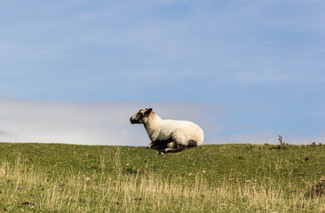 Naklejka premium Single white sheep in countryside