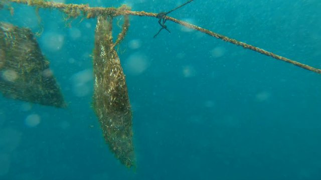 Oyster traps hanging to cultivate pearl growth Tahiti
