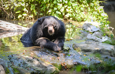 Black bear with chest The V shape is white wool / Close up Asian black bear