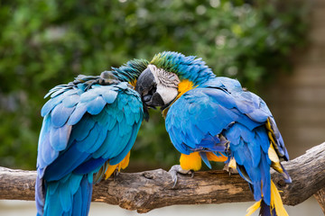 ルリコンゴウインコ　求愛行動
